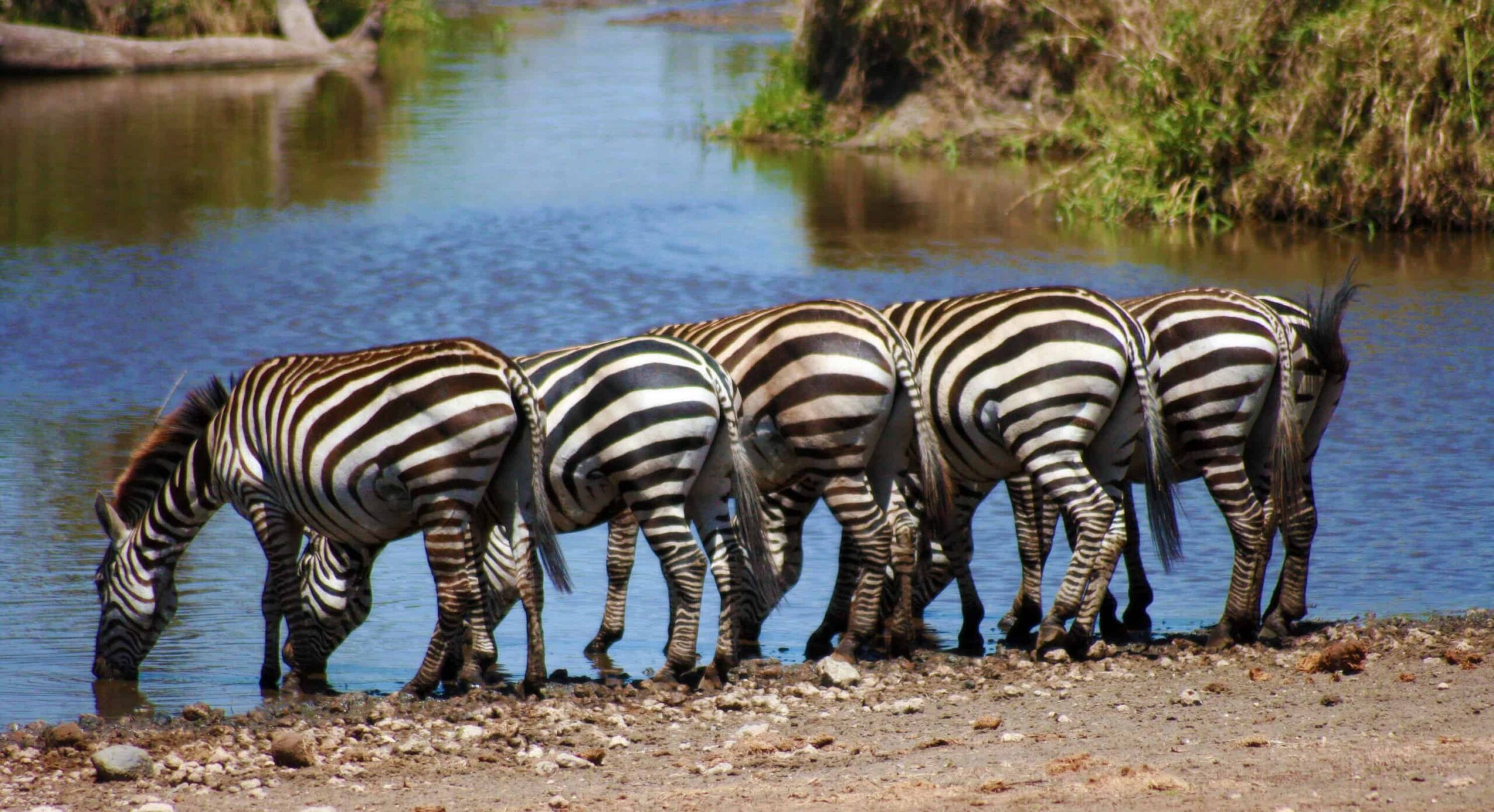Serengeti National Park Safari