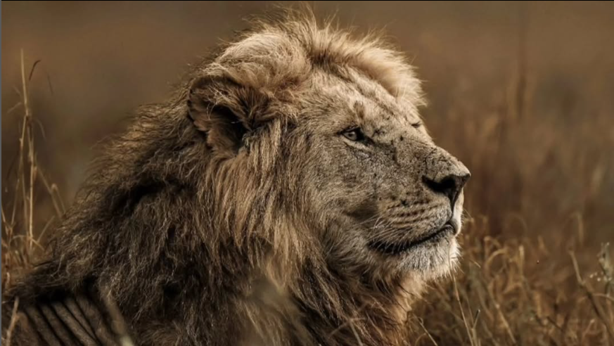 Kings of Tanzania’s Savannah